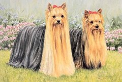 Yorkie 2